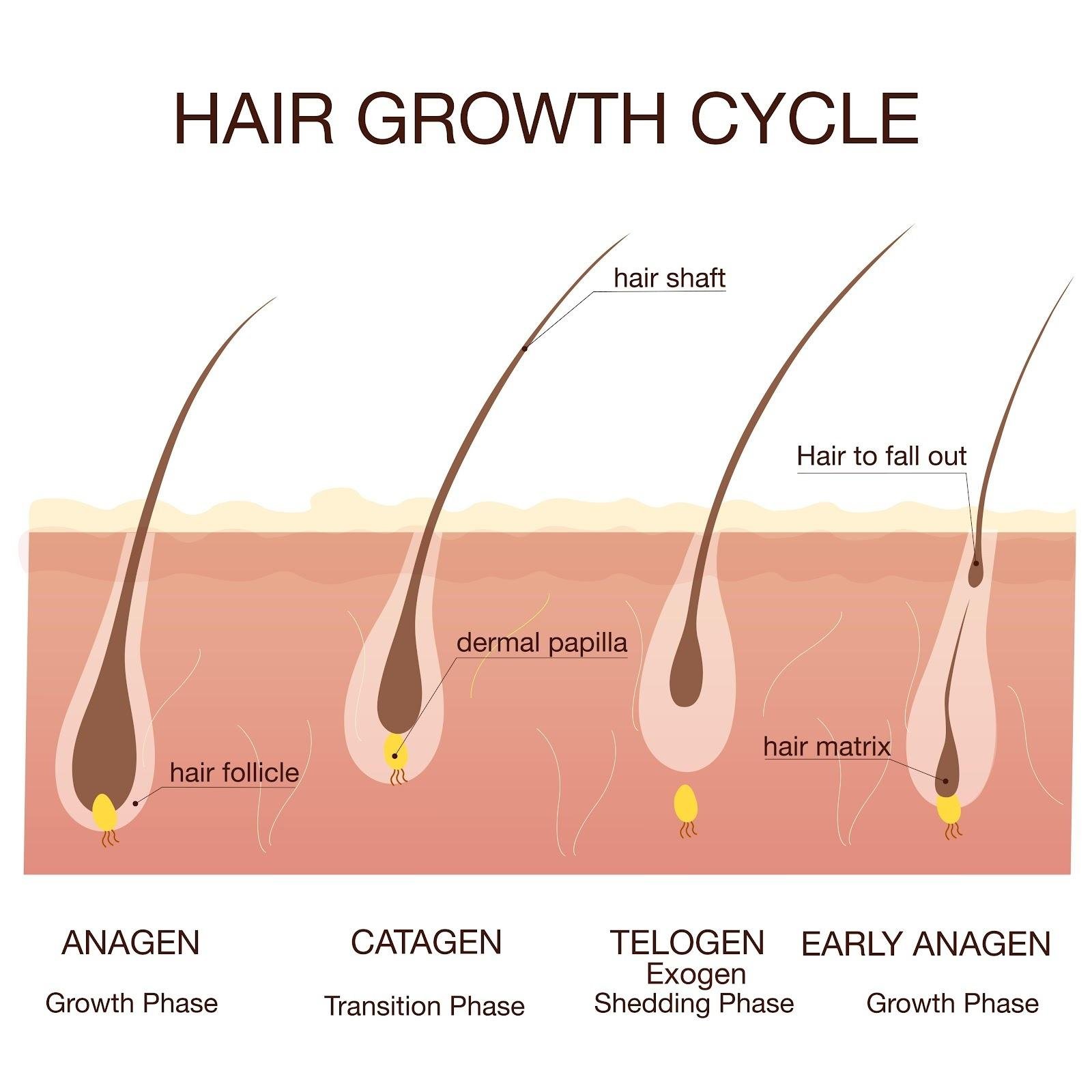 hair follicle anatomy and growth cycles, AI generated